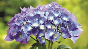 Hydrangea